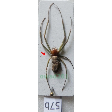 Araneae sp. Indonesia, Java57b